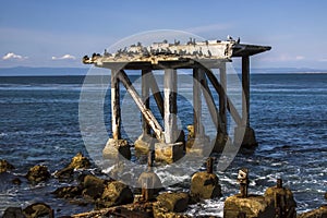 Seabirds on Crumbling Pier in Monterey California Seascape