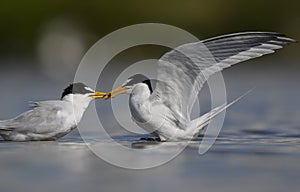 Seabirds dharing food or feeding