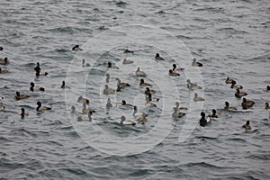 Seabirds drifting in the sea where the cold wind blows