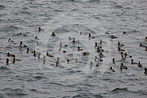 Seabirds drifting in the sea where the cold wind blows