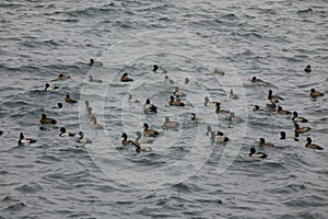 Seabirds drifting in the sea where the cold wind blows