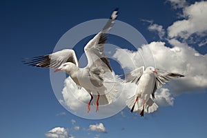 Seabirds in flight