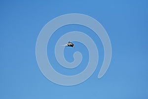 seabirds flying against a clear sky background