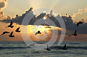 Seabirds flying at sunset