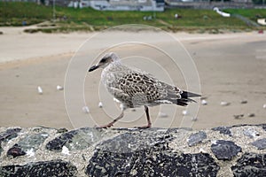 Seabirds at the harbour of Balbriggan