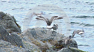 Seabirds lifting off rock near water