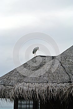 Seabirds on a log cabin on LUX island