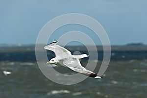 Seabirds North Frisian Wadden Sea