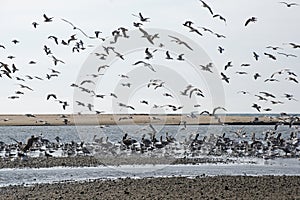 Seabirds on a Pacific Ocean tidal flat