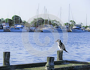 Seabirds perched at the pier at Raymond Island