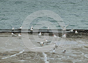 seabirds on a port pier, Thalasseus maximus