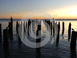 Seabirds resting on delapidated wharf at dusk