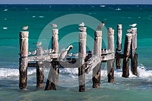 Seabirds resting on an old abandoned pier in Riviera Maya, Mexico