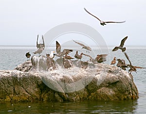 Seabirds on rock