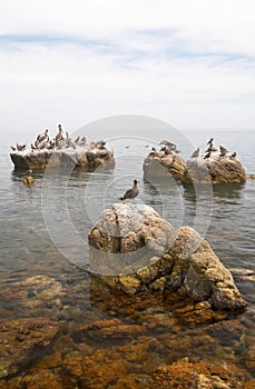 Seabirds on rocks in sea