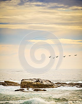Seabirds and Seals