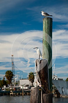 Seabirds at Tarpon Sponge Docks