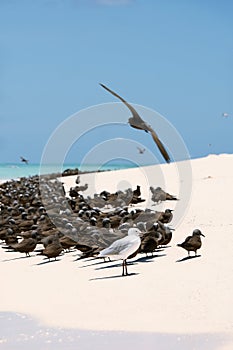 Seabirds on white sand photo