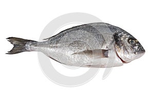 Seabream