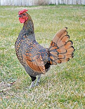 Seabright Bantam rooster