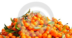 Seabuckthorn