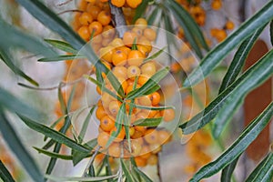 The seabuckthorn berries