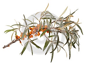 Seabuckthorn