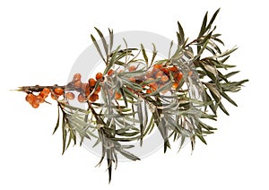 Seabuckthorn