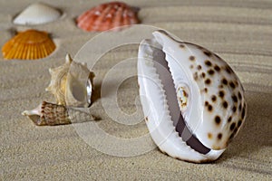 Seachells on sand
