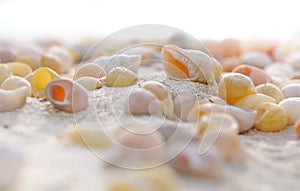Seachells on sand