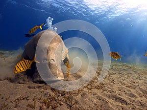 Seacow rests in a tranquil underwater setting on a sandy surface in Marsa Alam