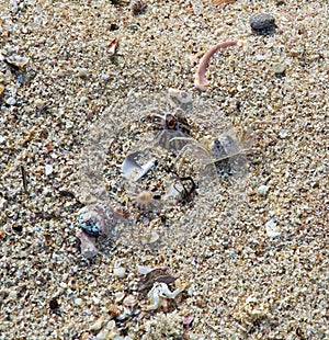 Seacrab among seashells