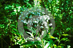 Seads of the broad-leaved ragwort, Senecio sarracenicus.