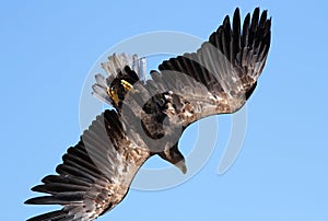 Seaeagle in the air.