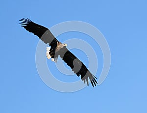 Seaeagle in the air.