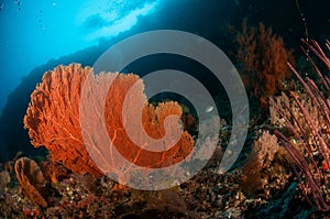 Seafan bunaken sulawesi indonesia melithaea sp. underwater