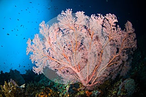 Seafan bunaken sulawesi indonesia underwater melithaea