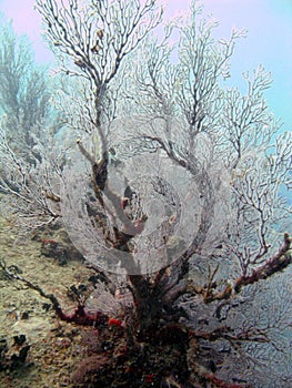 Seafan coral