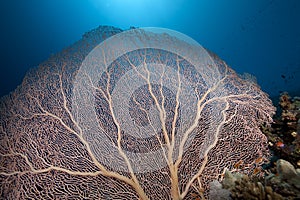 Seafan, coral and fish