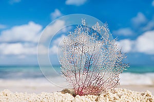 Seafan with ocean, beach, sky and seascape