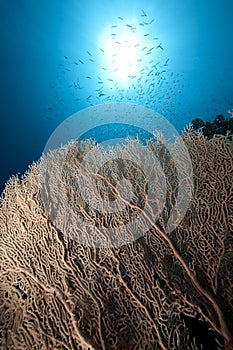 Seafan, ocean and fish