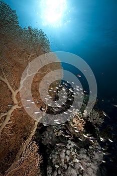 Seafan, ocean and fish