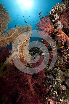 Seafan, ocean and fish