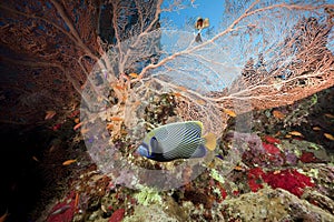 Seafan, ocean and fish