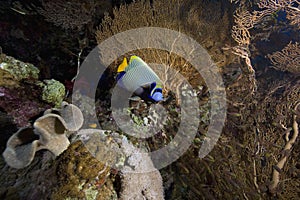 Seafan, ocean and fish