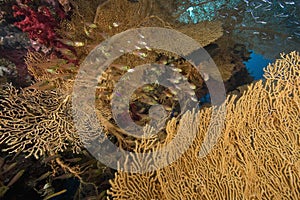 Seafan, ocean and fish