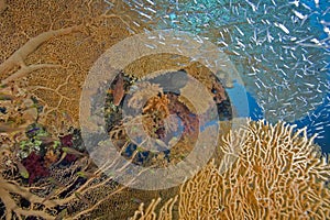 Seafan, ocean and fish