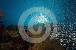 Seafan, ocean and fish