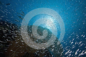 Seafan, ocean and fish