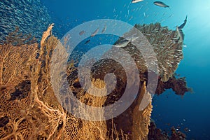 Seafan, ocean and fish